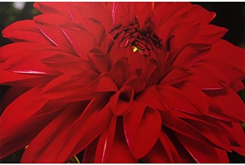 Принт на платно с червено цвете Рафаел Росен: Стенни отпечатъци върху платно-високо качество в дебелото дървена рамка в 5 различни размера